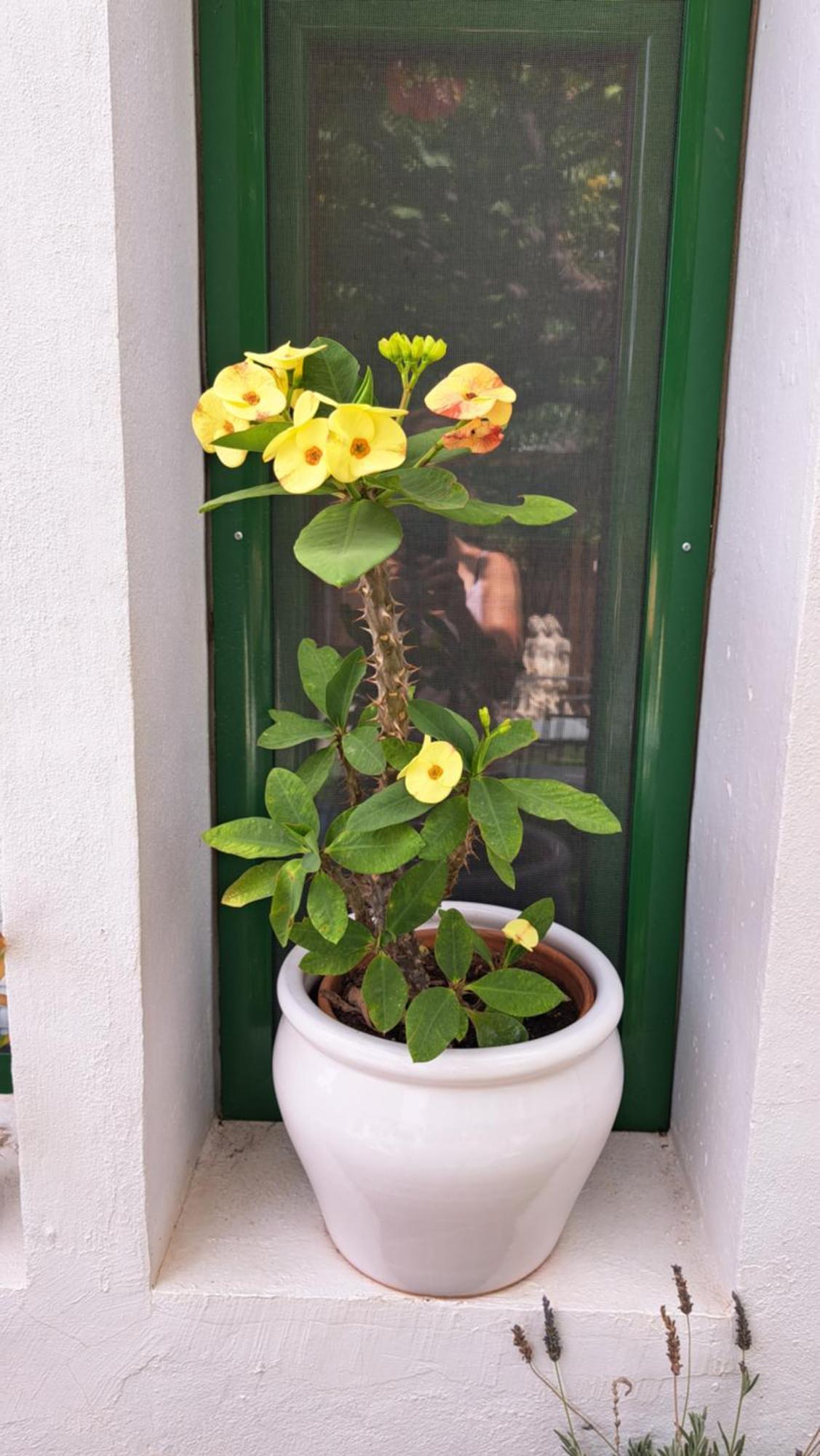 Casa Santana Segura Guest House Техеда Стая снимка
